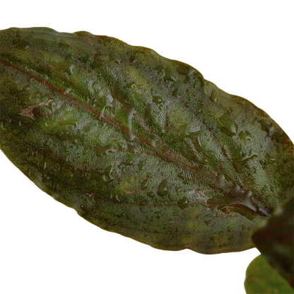 Lagenandra meeboldii 'Red'