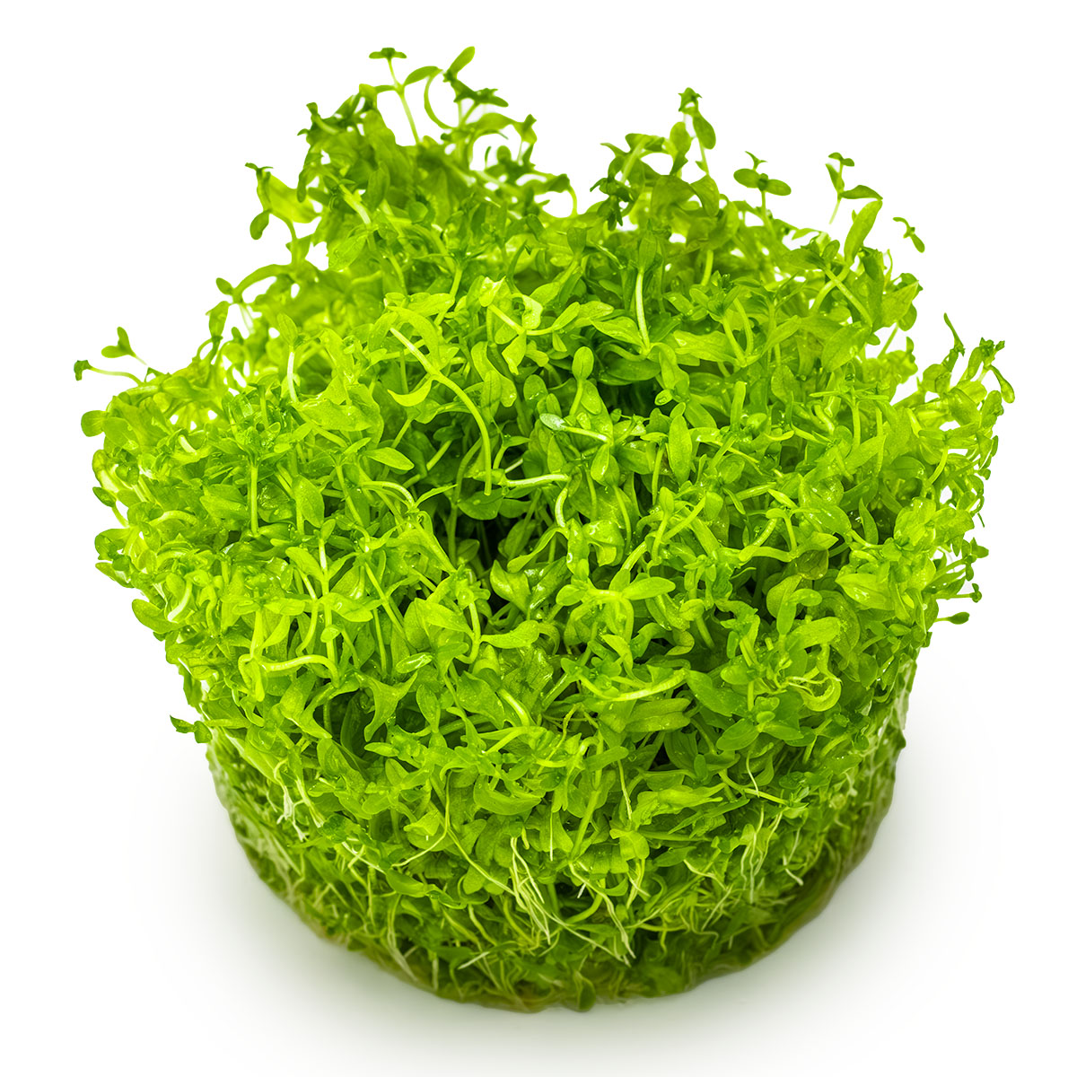 Micranthemum glomeratum