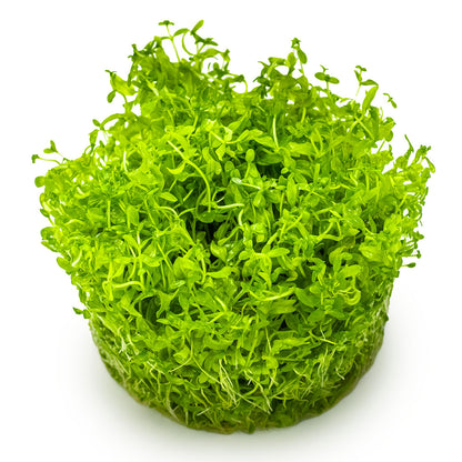 Micranthemum glomeratum