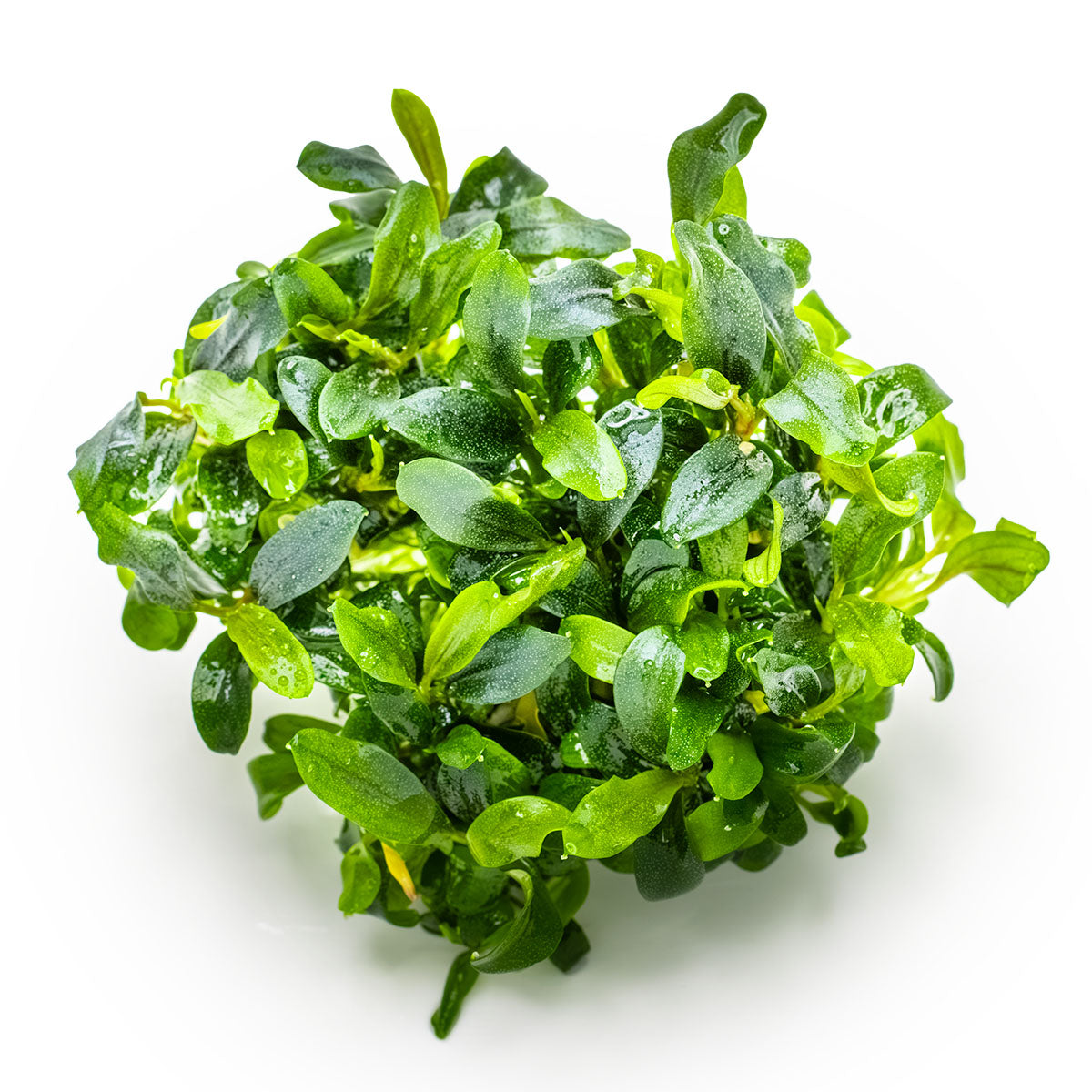 Bucephalandra sp. 'Needle Leaf'