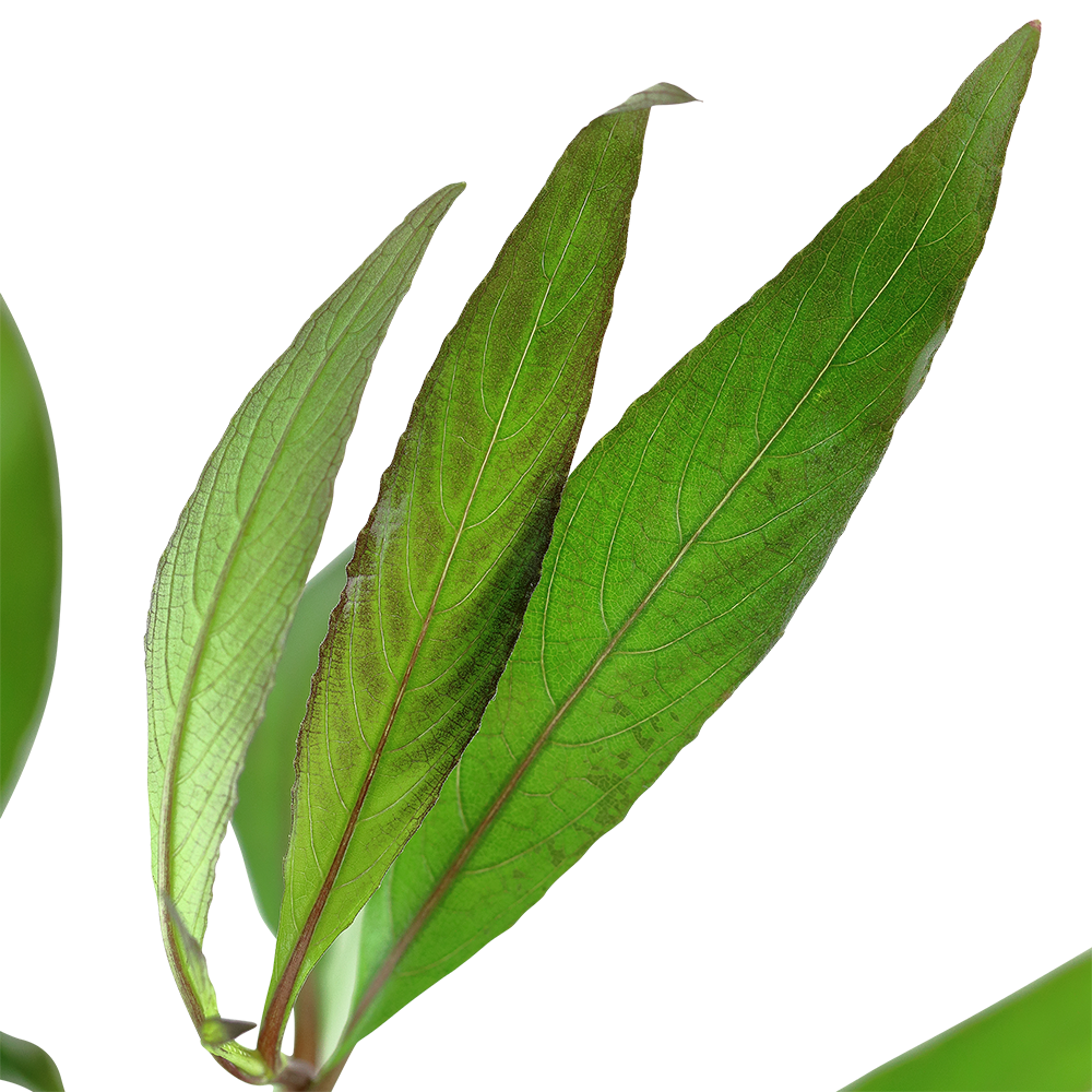 Hygrophila corymbosa