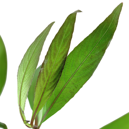 Hygrophila corymbosa