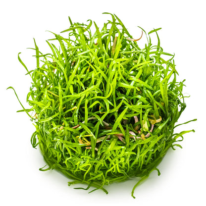 Lilaeopsis brasiliensis