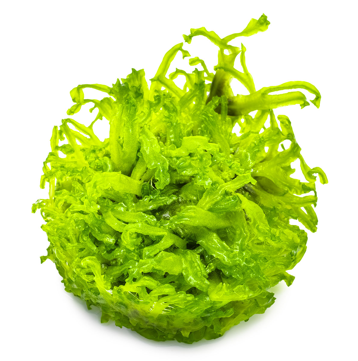 Monosolenium tenerum