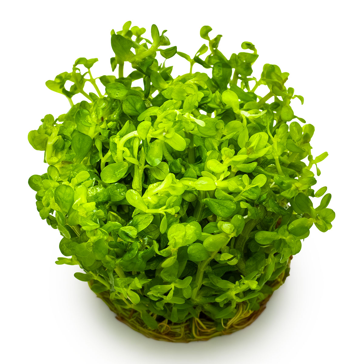Rotala indica 'Bonsai'