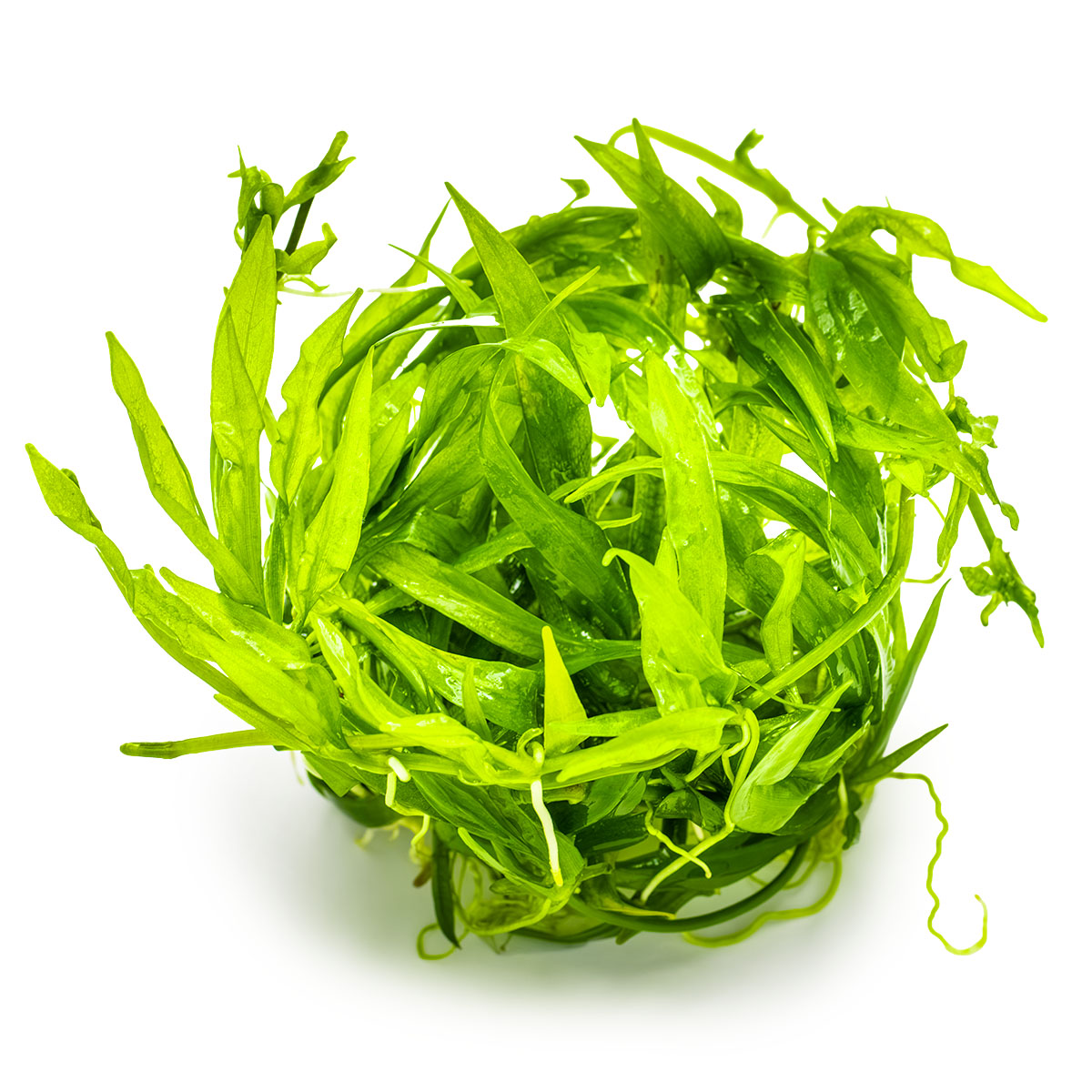 Helanthium bolivianum 'Quadricostatus'