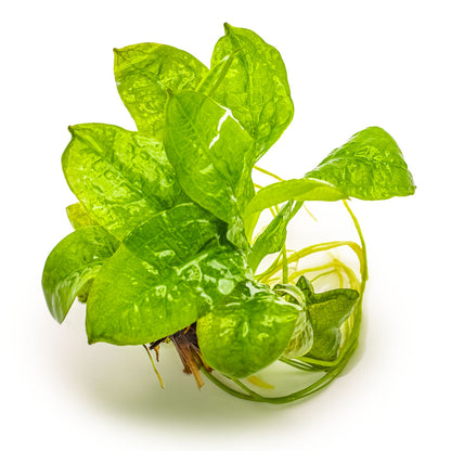 Echinodorus grisebachii 'Tropica'