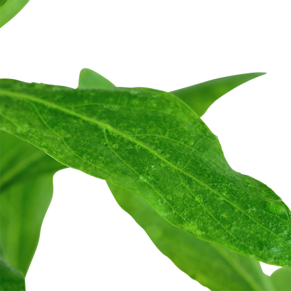 Hygrophila polysperma