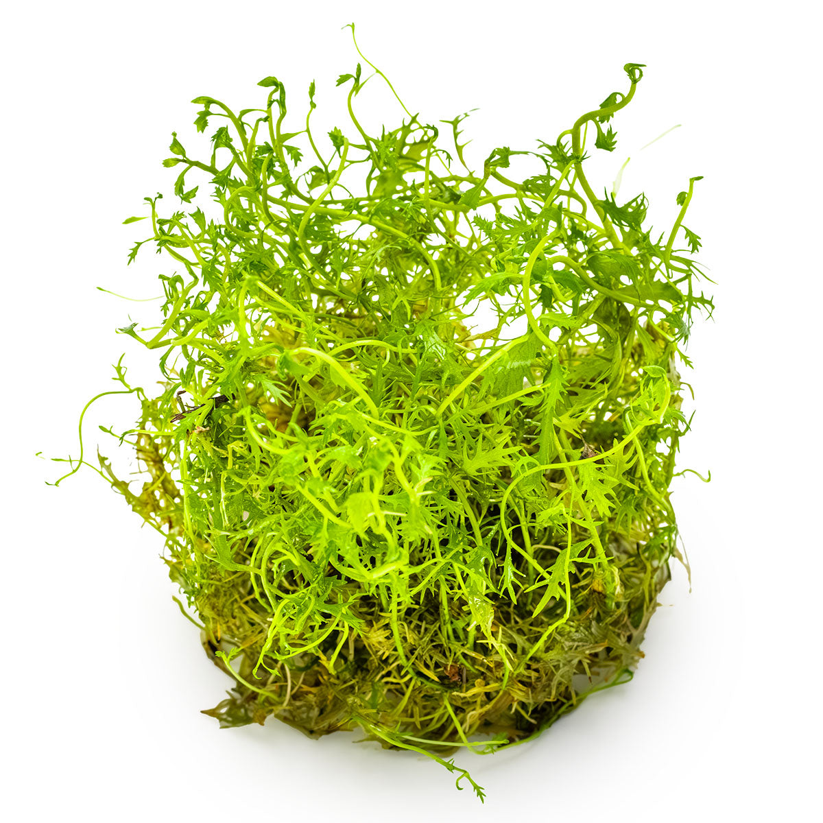 Proserpinaca palustris 'Cuba'