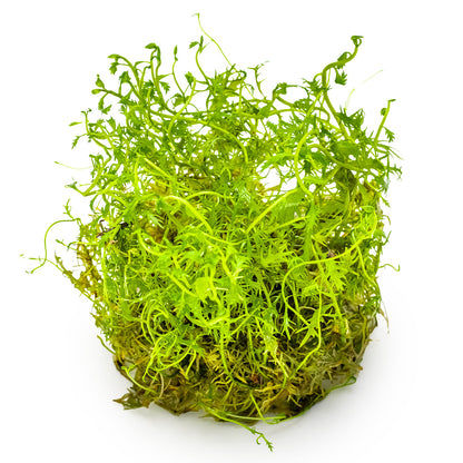 Proserpinaca palustris 'Cuba'