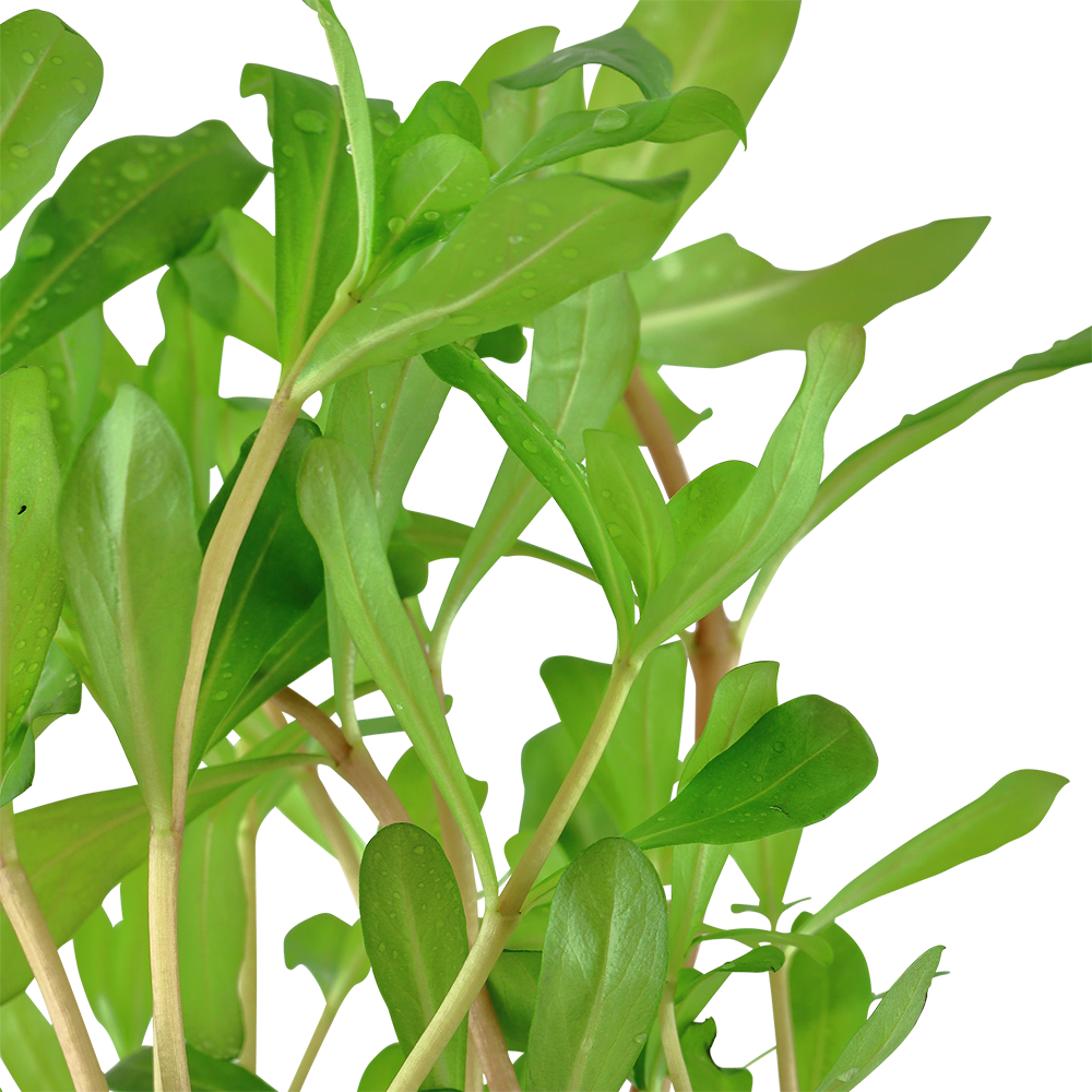 Ammannia crassicaulis