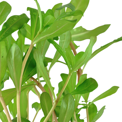 Ammannia crassicaulis