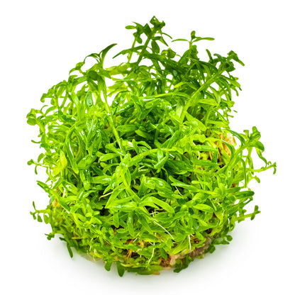 Rotala rotundifolia 'Green'