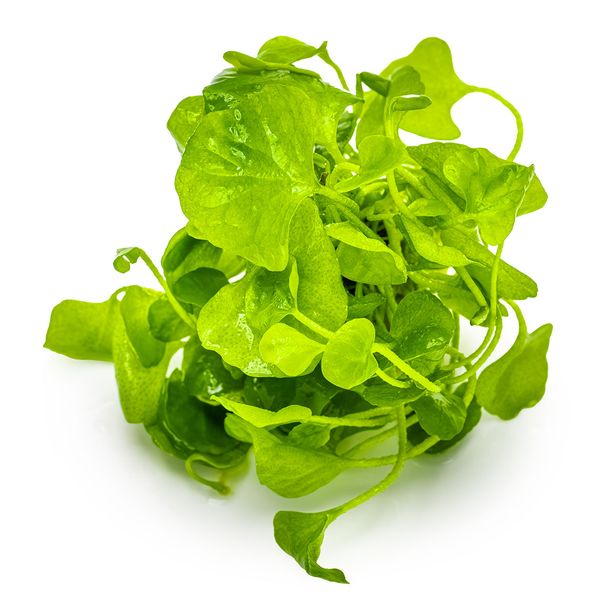 Nymphoides hydrophylla 'Taiwan'