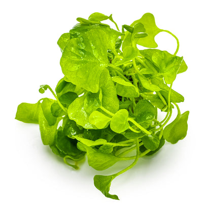 Nymphoides hydrophylla 'Taiwan'