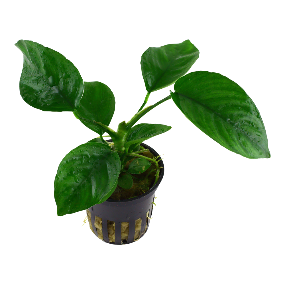 Anubias barteri caladiifolia