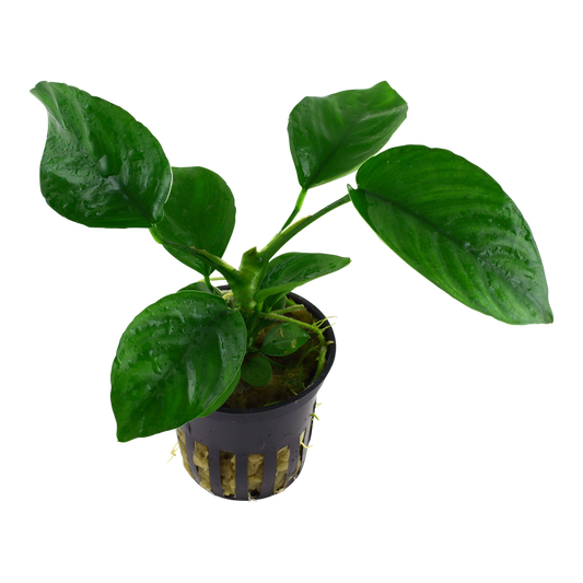 Anubias barteri caladiifolia