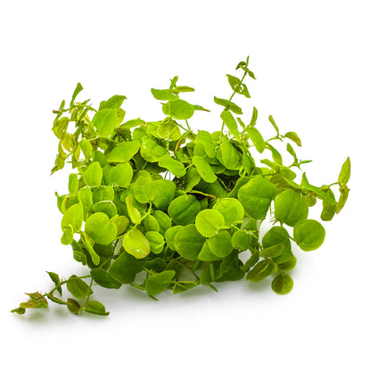 Phyllanthus fluitans