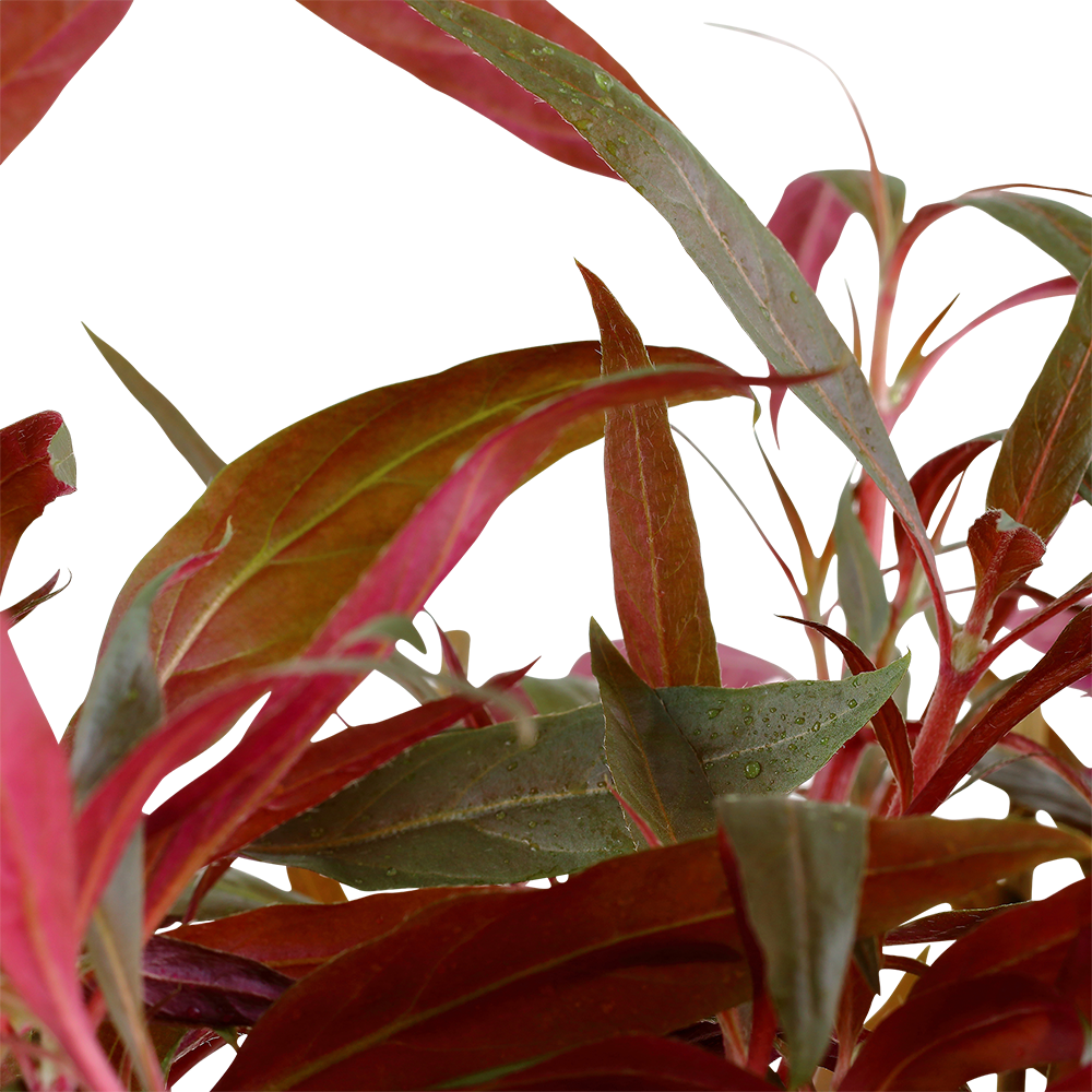 Alternanthera reineckii 'Pink'