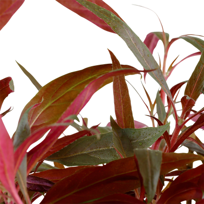 Alternanthera reineckii 'Pink'