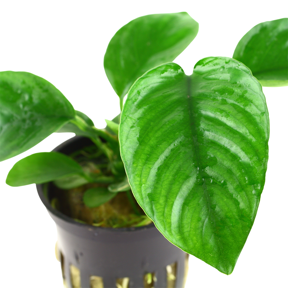 Anubias barteri caladiifolia