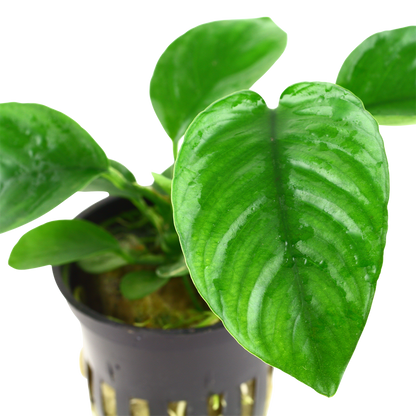 Anubias barteri caladiifolia