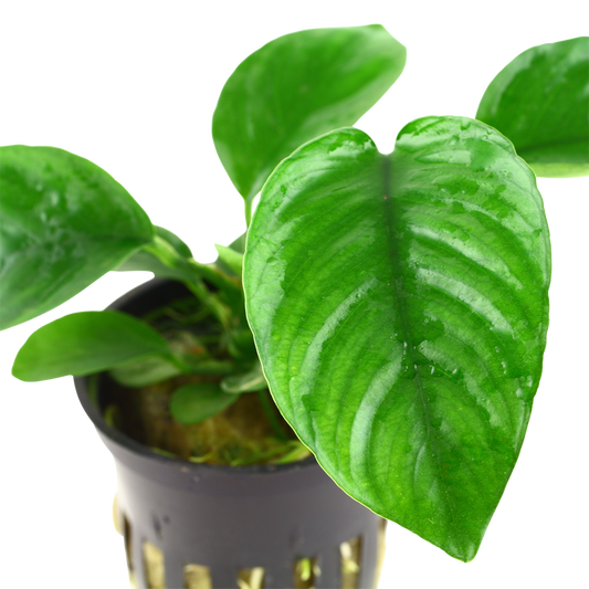 Anubias barteri caladiifolia