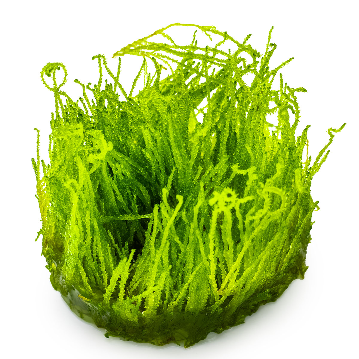 Taxiphyllum sp. ’Flame Moss’