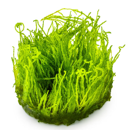 Taxiphyllum sp. ’Flame Moss’