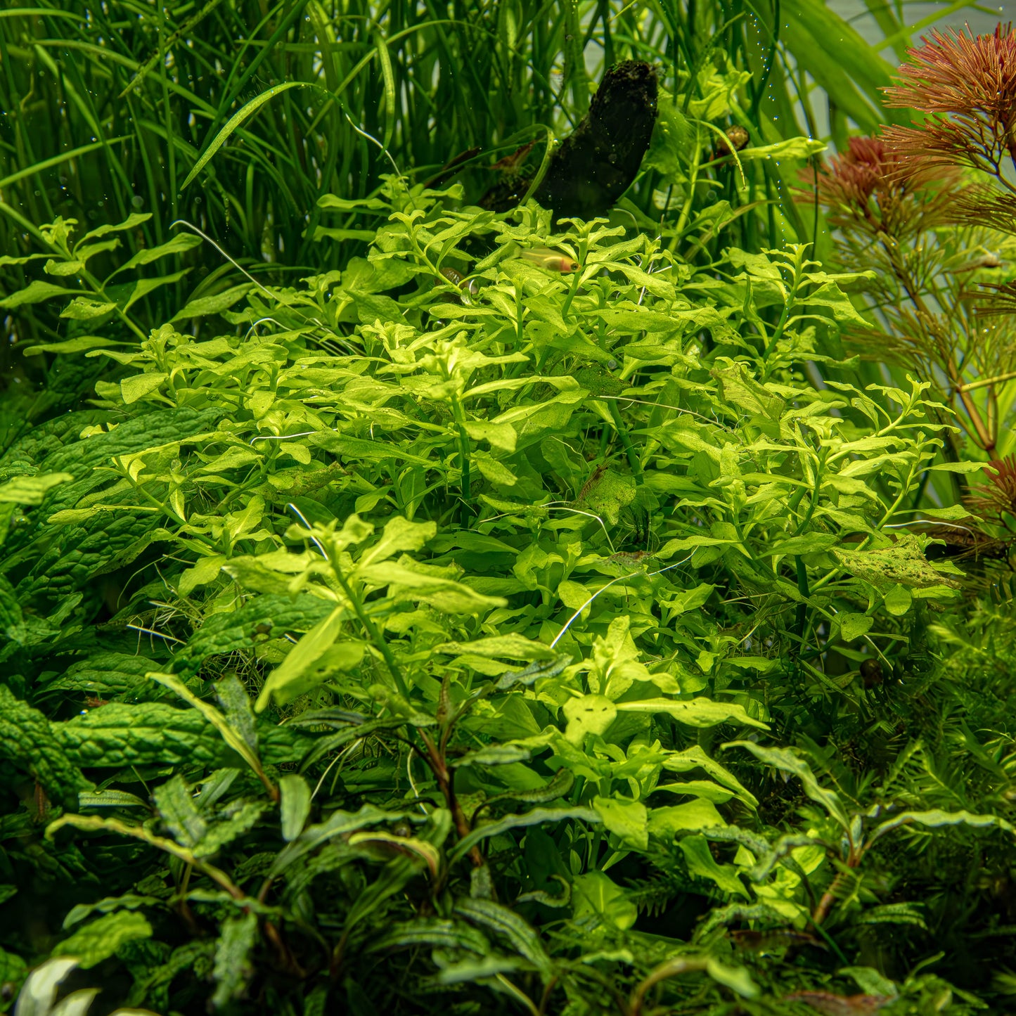 Ludwigia palustris 'Green'