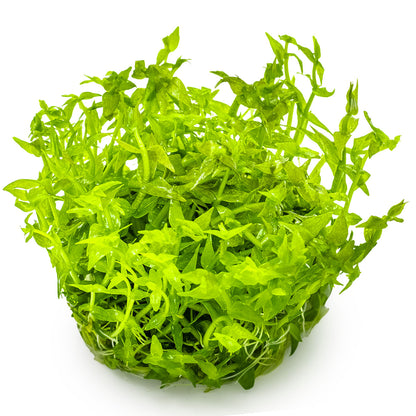 Gratiola viscidula