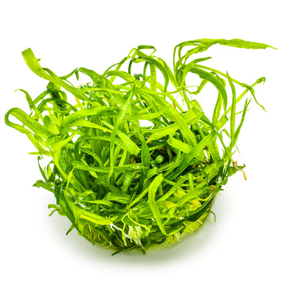 Helanthium tenellum 'Green'