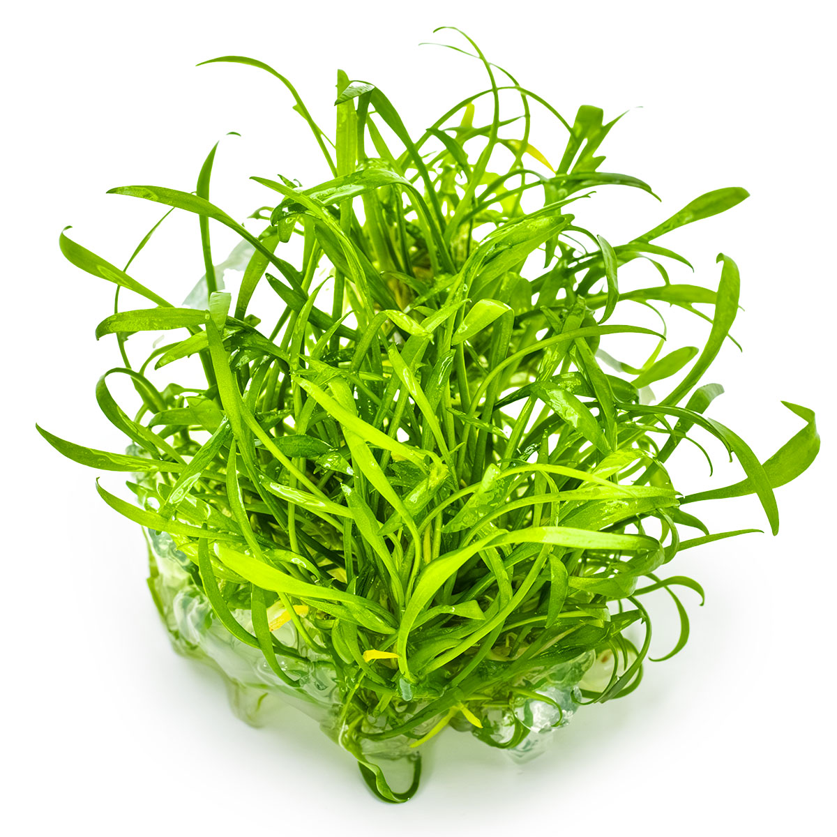 Cryptocoryne parva