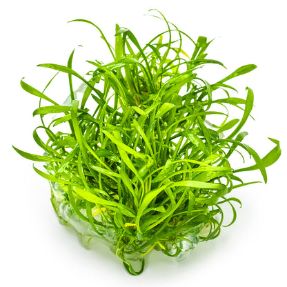 Cryptocoryne parva