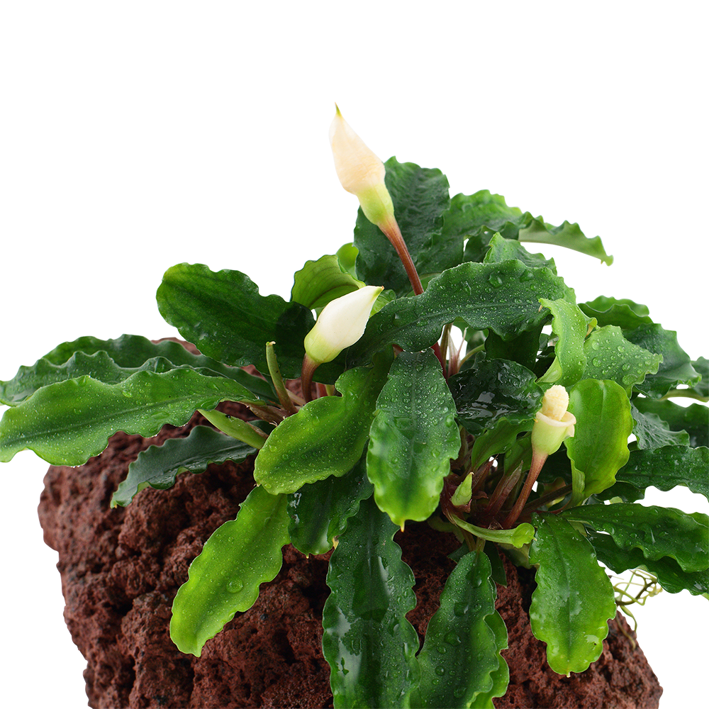 Bucephalandra pygmaea 'Wavy Green'