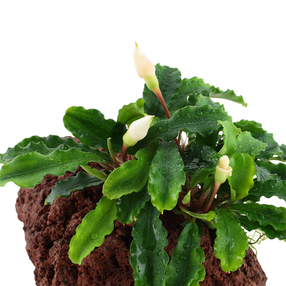 Bucephalandra pygmaea 'Wavy Green'