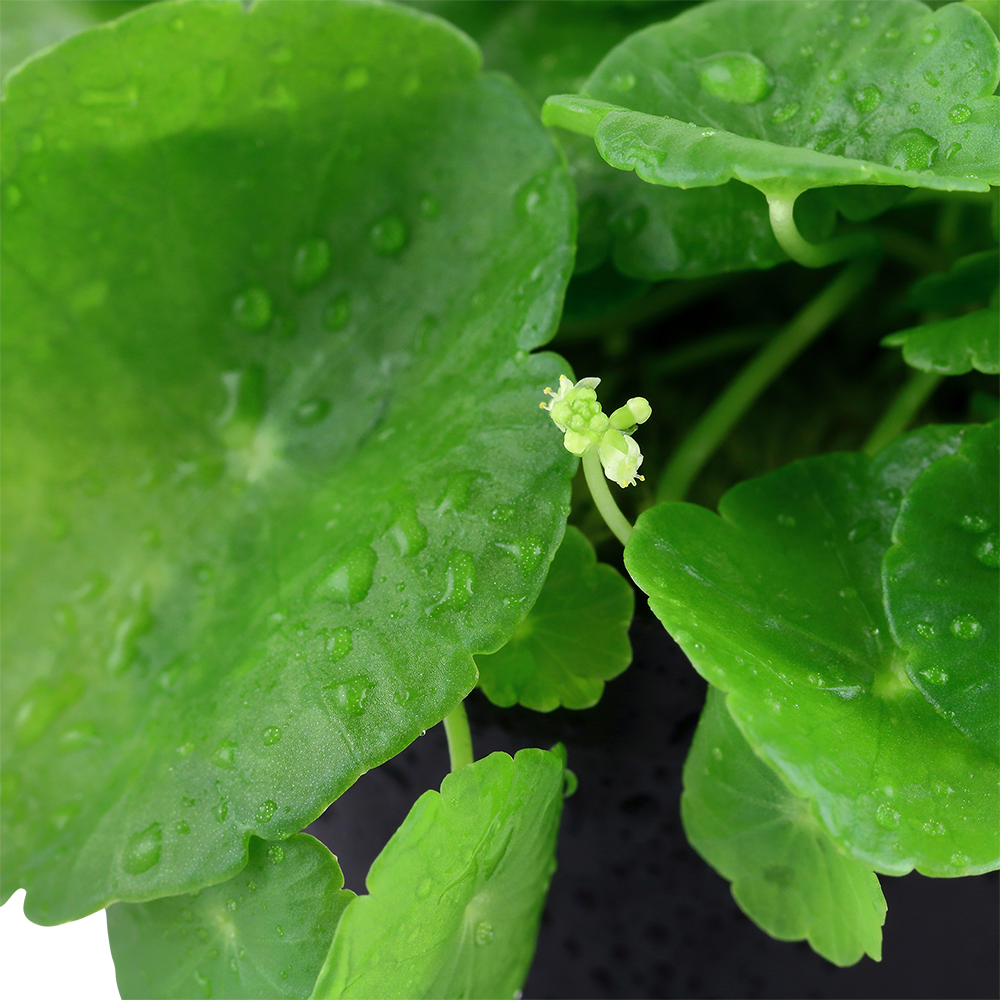 Hydrocotyle verticillata