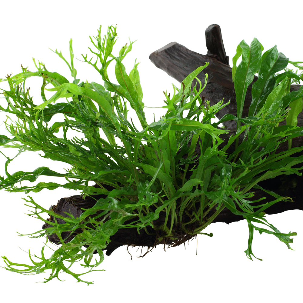 Microsorum pteropus 'Windeløv'
