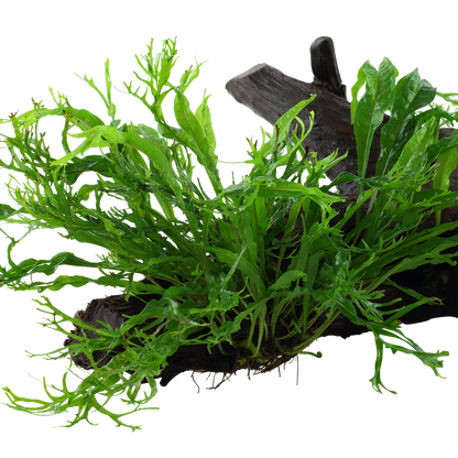 Microsorum pteropus 'Windeløv'