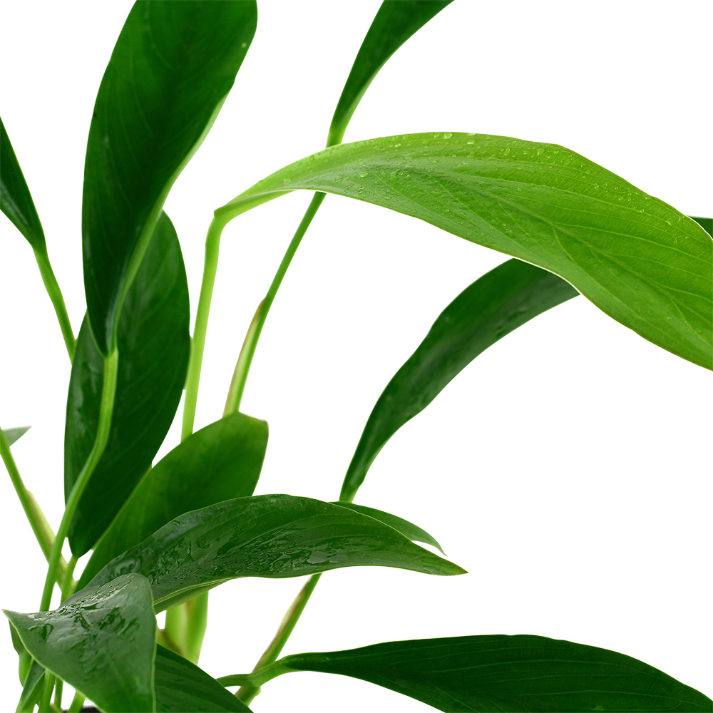 Anubias barteri var. glabra