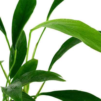 Anubias barteri var. glabra