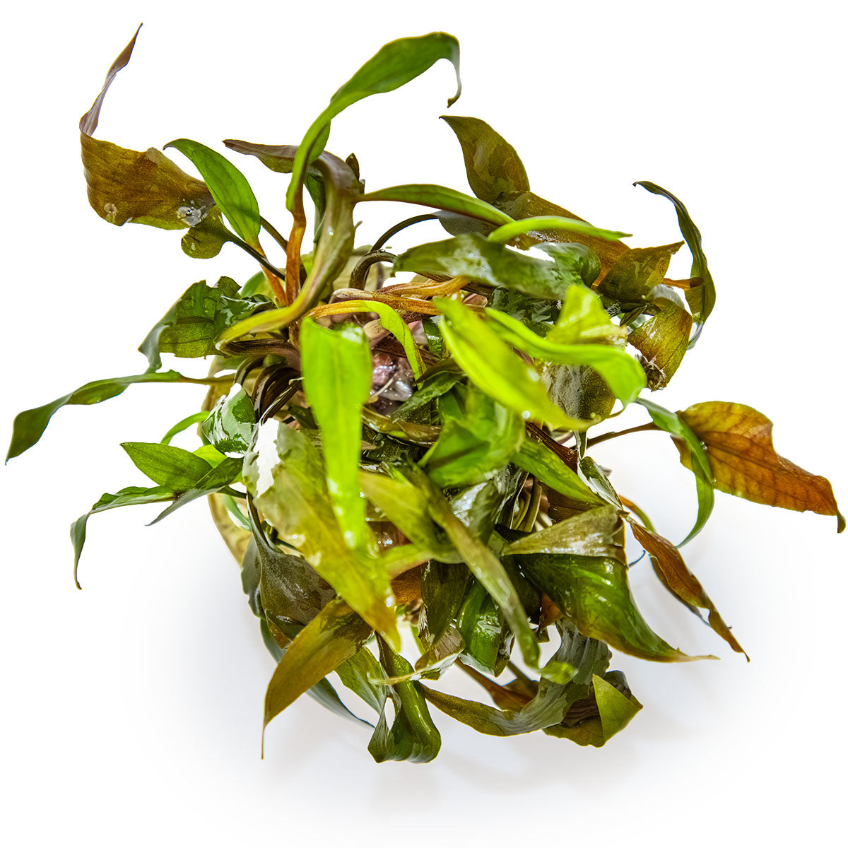 Cryptocoryne undulata 'Broad Leaf'