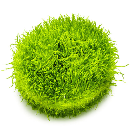 Utricularia graminifolia