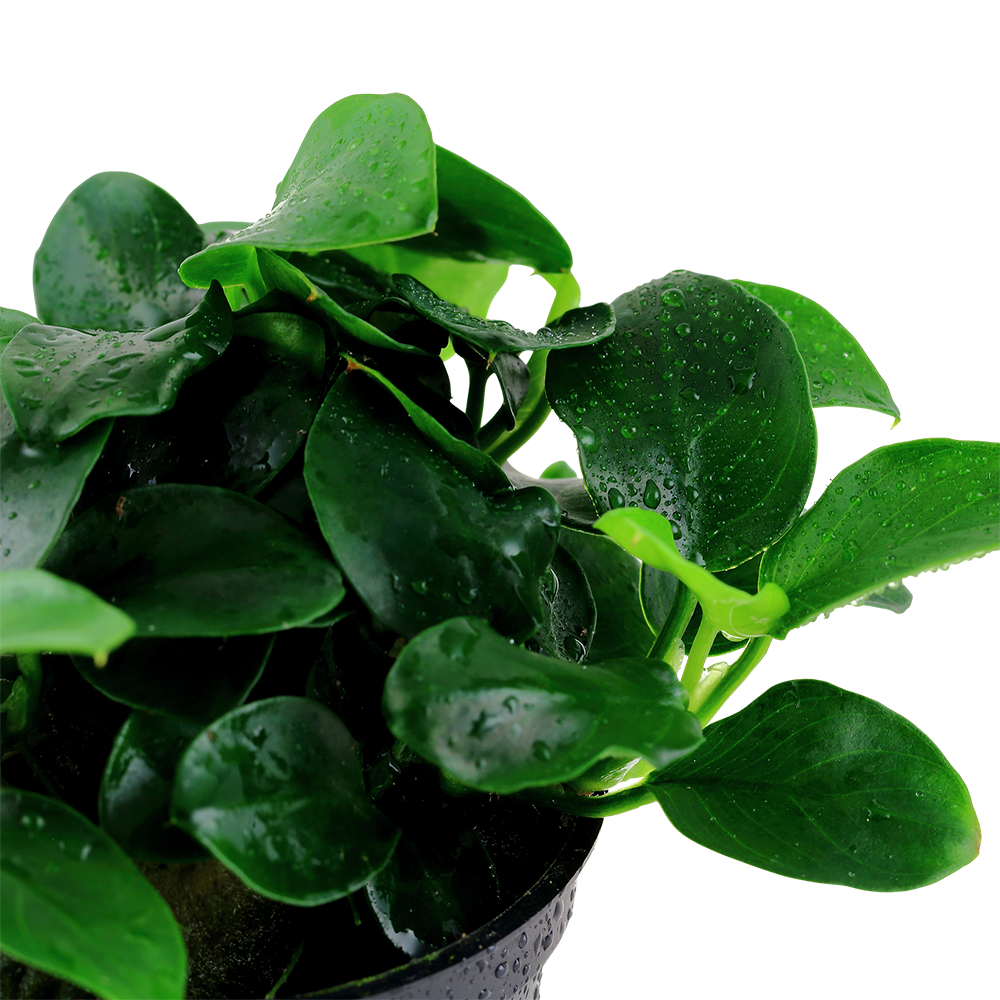 Anubias barteri 'Petite'