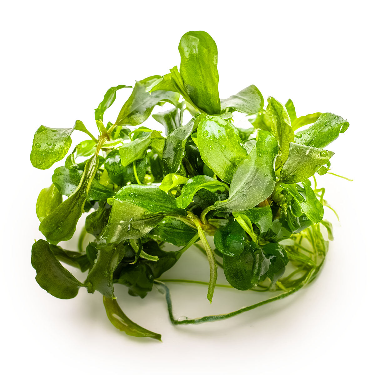 Bucephalandra pygmaea 'Bukit Kelam'