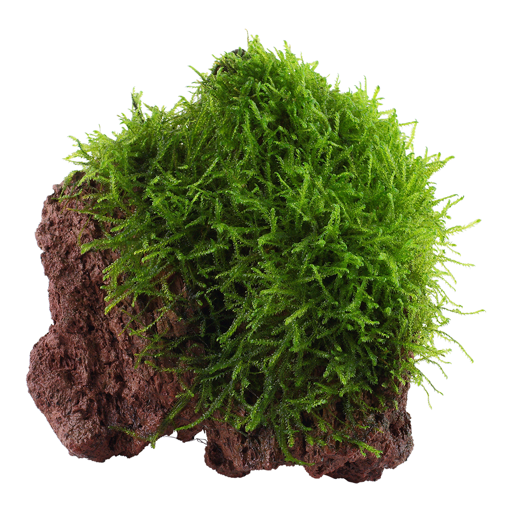 Taxiphyllum barbieri 'Bogor Moss'