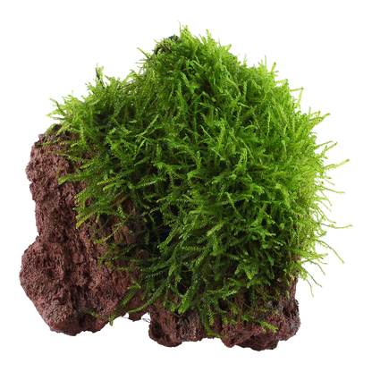 Taxiphyllum barbieri 'Bogor Moss'