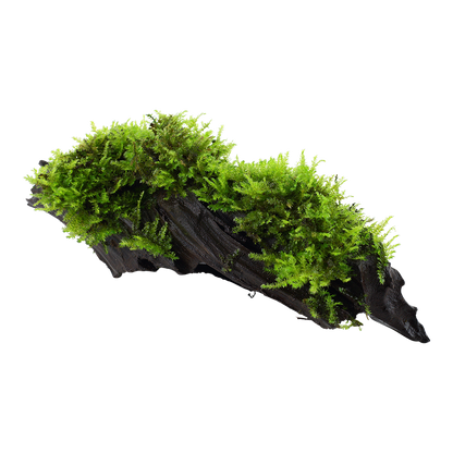 Vesicularia montagnei 'Christmas Moss'