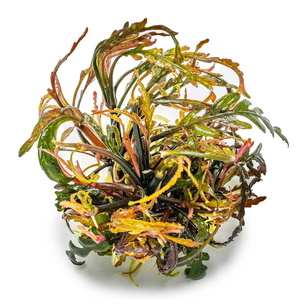 Hygrophila pinnatifida