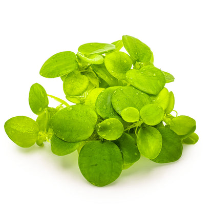 Limnobium laevigatum